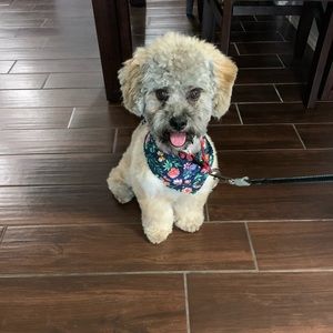 Meet your Posher, Cynthia